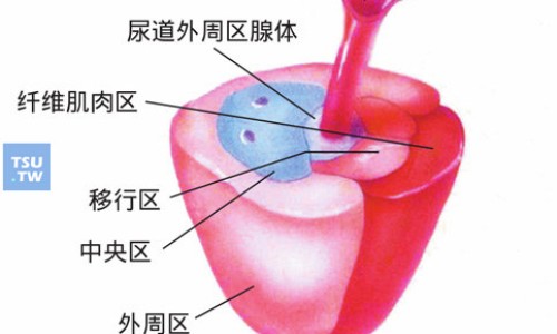 泽兰主要药用功效与作用网 - 为你提供泽兰功效和作用主治与用量、泽兰的主要功效和作用