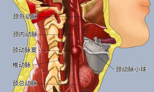 泽兰功效和作用主治与用量-泽兰主要药用功效与作用网 - 为你提供泽兰功效和作用主治与用量、泽兰的主要功效和作用