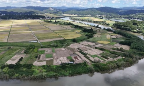 泽兰主要药用功效与作用网 - 为你提供泽兰功效和作用主治与用量、泽兰的主要功效和作用