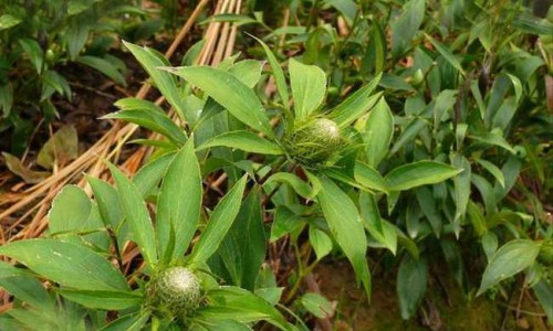 泽兰主要药用功效与作用网 - 为你提供泽兰功效和作用主治与用量、泽兰的主要功效和作用